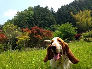 Illustration for article titled All 2013 Lazy HAL The Basset Hound Charmed Me To Death